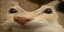 Dentge