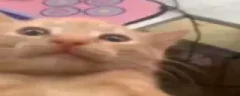 OME emote