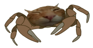 krabuh emote