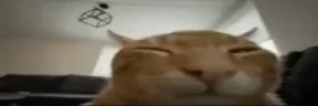 buhFlipExplode emote