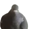 pigeonJAM emote