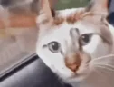 OfflineFeeling emote