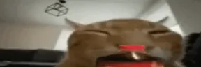 buhOverShakeyFlipExplode emote