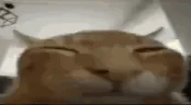 wybuh emote