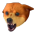 Squangy