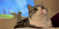 Chill emote