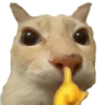 callaito emote