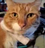 oskar emote