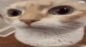 SchizoUuh emote