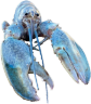 Lobster emote