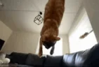 buhFlipArrive emote