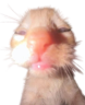 zuh emote