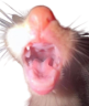 roaaarggrrgrgrgrgrrrrrhhhhh emote