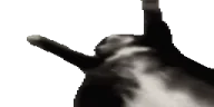 Jigglin emote
