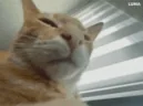 bohSmoke emote