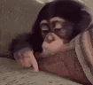 BORED emote