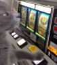 GAMBLECAT emote