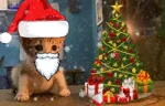 meowmas emote