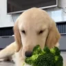 dogeatinggensbrain emote