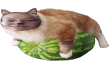 faryArbuz