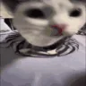 213 emote