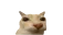 OtagTosis