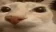 otagFat
