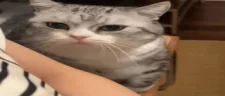 CatAsking emote