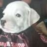 perroCorte emote