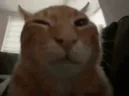 buhCheck emote