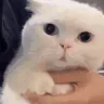 WHAT emote
