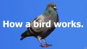 BIRDDRONE emote