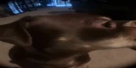 uhhh emote