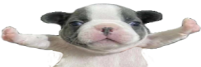 STOPFIGHTING emote