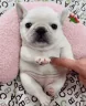 pibble emote