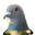 pa