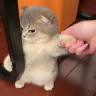 noWanna emote