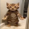 CatVroom emote