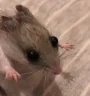 watafak emote