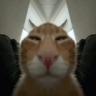 bub emote