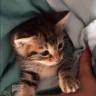 tuck emote