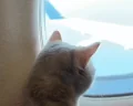 Traveling emote