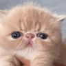 CupOfTupid emote