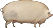 BROTHER emote