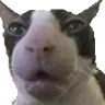 astounding emote