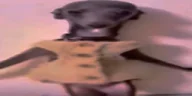 dons emote