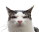 plinkStare