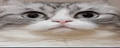 0_0 emote