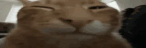 fatasswizardcatexplodesbuh emote