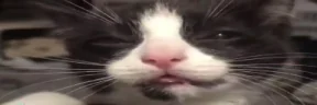 vaki emote